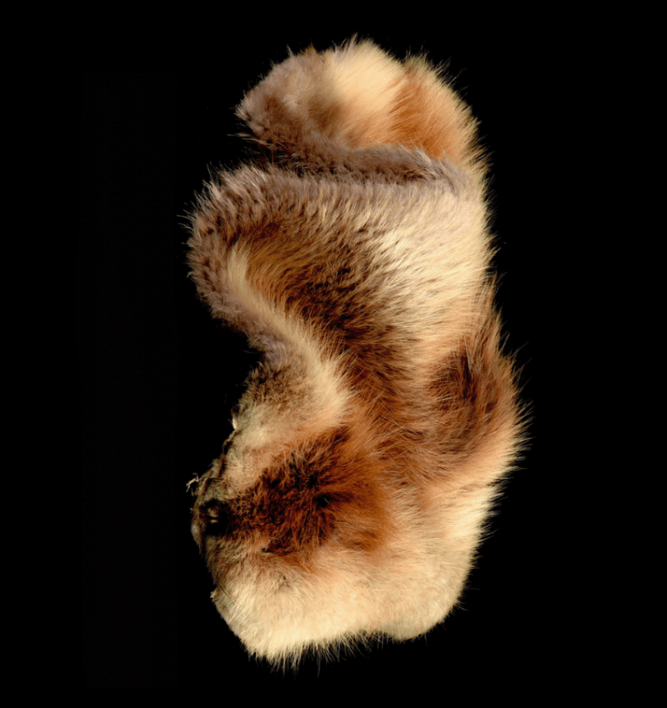 Northeast North America, 17th Century, Beaver Pelt
